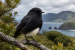 Black Robin Named New Zealand’s 2026 Bird of the Year