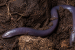 Burrowing Vertebrates and Fossorial Adaptations