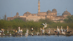 Conservation Laws, Policies and Programmes for Birds