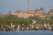 Conservation Laws, Policies and Programmes for Birds