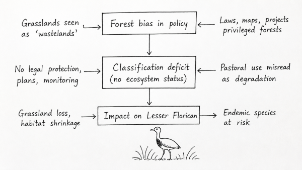 Critically discuss why Indian conservation policies historically neglect grassland ecosystems. How has this classification deficit impacted the survival of endemic semi-arid species like the Lesser Florican?
