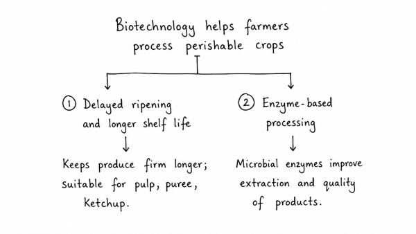 Explain by giving two examples how biotechnology has helped Indian farmers in processing their perishable crops. (UPSC 2026)