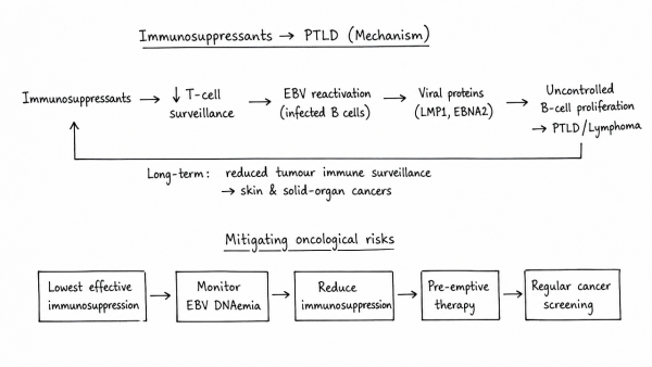 Explain the biological mechanism through which immunosuppressants trigger post-transplant lymphoproliferative disorders. How can oncological risks be mitigated in organ transplant recipients?