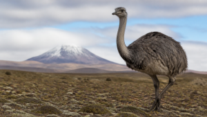Flightless Birds and Their Adaptations