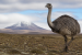 Flightless Birds and Their Adaptations