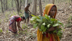 Forest Rights Act, 2006: Provisions and Implementation