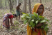 Forest Rights Act, 2006: Provisions and Implementation