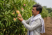Horticulture and Fruit Development Schemes in India