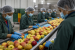 Horticulture and Value Addition Schemes
