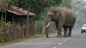 Human–Wildlife Conflict: Causes, Mitigation Measures and Compensation Policies