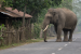 Human–Wildlife Conflict: Causes, Mitigation Measures and Compensation Policies
