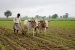 Important Agricultural Terminology and Crop Classification for Prelims