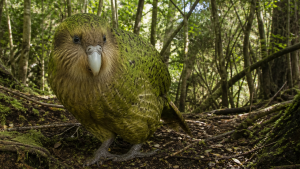 Important Bird Habitats and Offshore Islands