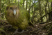Important Bird Habitats and Offshore Islands