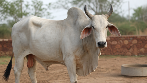 Important Indigenous Cattle Breeds of India