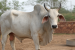 Important Indigenous Cattle Breeds of India