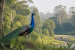 Indian Peafowl Recorded in Orang National Park