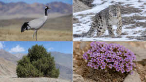 Indian State Symbols: Key Birds, Flowers and Trees