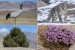 Indian State Symbols: Key Birds, Flowers and Trees