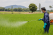 Insecticides Act and Pesticide Regulation in India