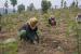 Key Environmental and Forestry Laws and Policies