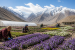 Ladakh Develops World’s Highest-Altitude Flower Fields