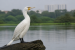 Leucistic Great Cormorant Spotted at Ameenpur Lake