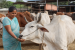 Livestock Development and Market Infrastructure Schemes