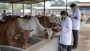 Major Animal Husbandry Schemes and Institutions in India
