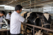 Major Dairy Breeding and Cloning Technologies in India