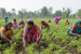 Major Government Schemes for Women Farmers in India