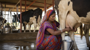 Major Milk and Nutrition Programmes in India