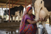 Major Milk and Nutrition Programmes in India