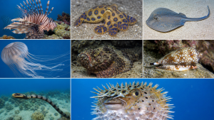 Major Venomous Marine Animals of the World