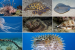 Major Venomous Marine Animals of the World