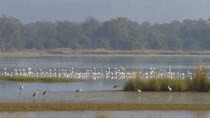 Major Wetlands, Bird Sanctuaries and Ramsar Sites