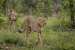 Major Wildlife Reintroduction Projects in India