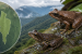 Mizoram Records Two New Frog Species