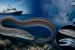 New Arabian Sea Eel Species Named After CMFRI