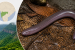 New Legless Amphibian Discovered in Maharashtra