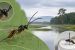 New Parasitic Wasp Species Found in Dibru-Saikhowa