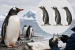 New Penguin Species Identified in Gentoo Reclassification