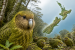 New Zealand Kākāpō Population Reaches 325 Birds
