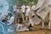 OPU-IVF Calf Born in Badri Cattle in Major Indigenous Breed Conservation Milestone