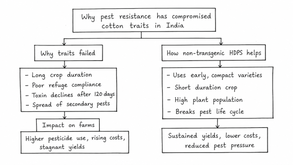 Point out why pest resistance has compromised genetic cotton traits in India. How can non-transgenic high-density planting systems overcome these recurring biotechnology challenges?