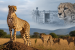 Project Cheetah Completes Four Years in India