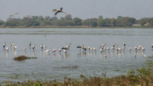 Ramsar Wetlands of International Importance