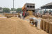Rice Procurement and Food-Security Support Schemes