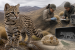 Scientists Identify Leopardus tilcayo in Bolivia