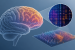 Scientists Map Gene Activity in Prefrontal Cortex